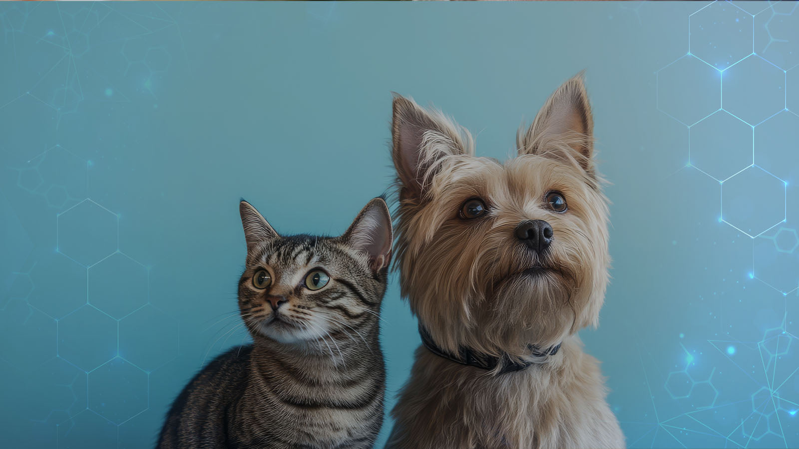 Câncer em cães e gatos: 5 sinais de alerta e como cuidar do seu pet